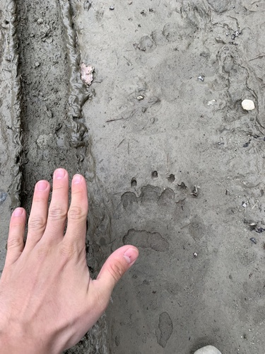 Brown bear