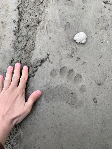 Brown bear