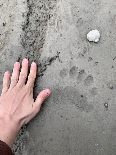 Brown bear