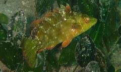 Pteragogus enneacanthus