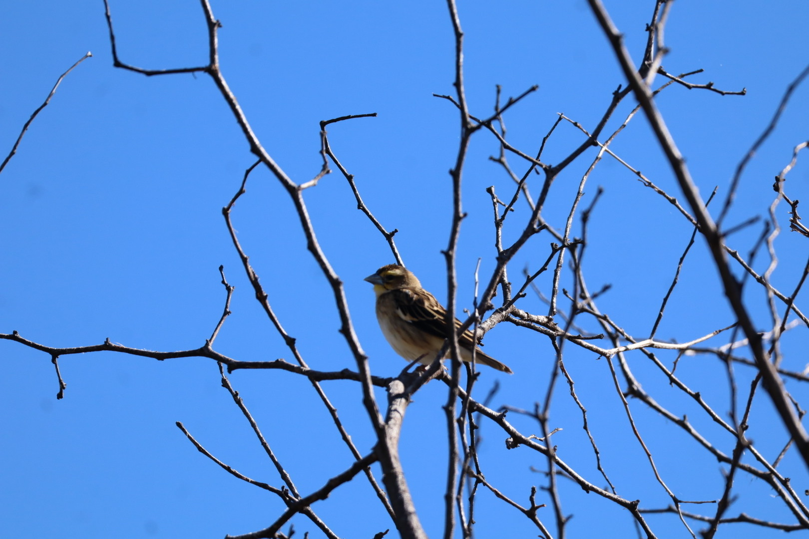 White-winged Widowbird (Euplectes albonotatus), photo 4