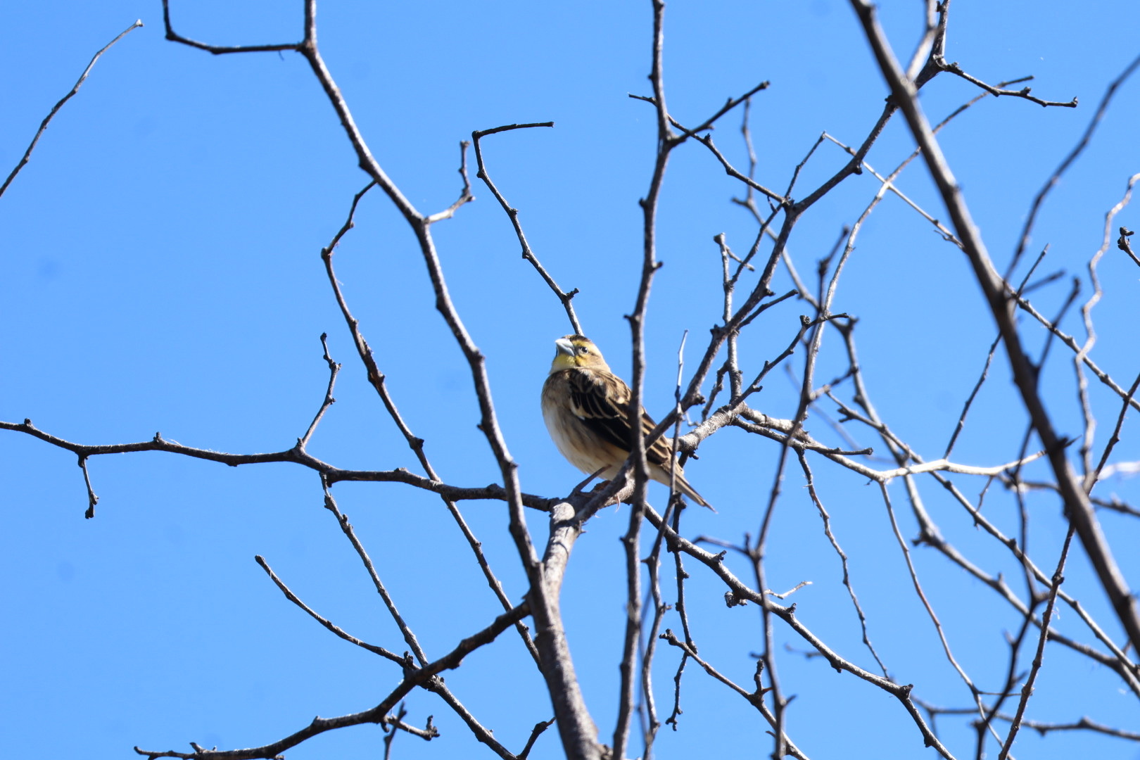 White-winged Widowbird (Euplectes albonotatus), photo 5