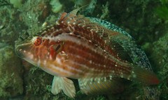 Pteragogus enneacanthus