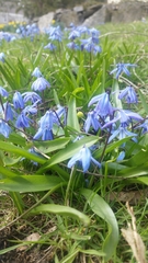 Scilla siberica