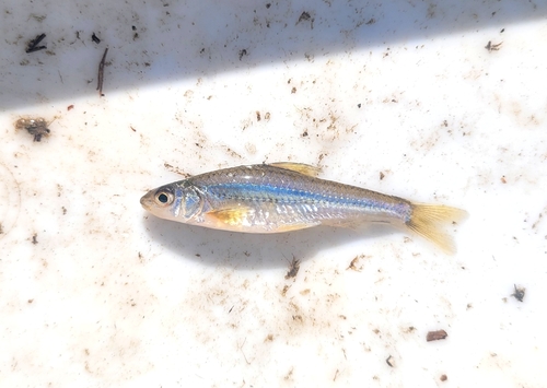 Japanse minnow (Squalidus japonicus) — Cyprinidae