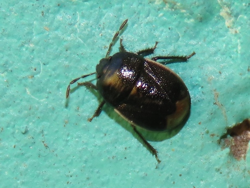 Bordered Shieldbug, Voorschoten, Nederland, photo 5 of 10