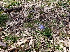 Scilla siberica