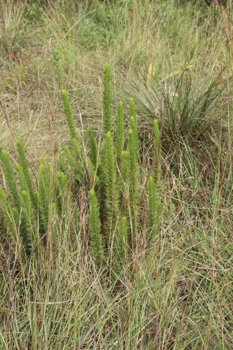 Image of Phymaspermum acerosum by (c) Tony Rebelo, some rights reserved (CC BY-SA)