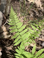 Athyrium asplenioides
