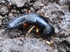 Dinothenarus badipes