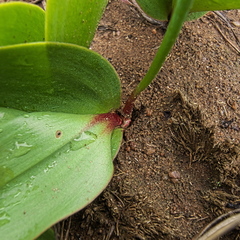 Eriospermum cooperi natalense