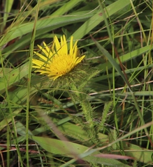 Berkheya echinacea