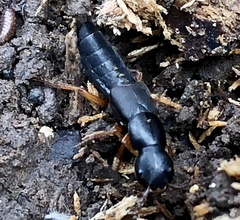 Dinothenarus badipes