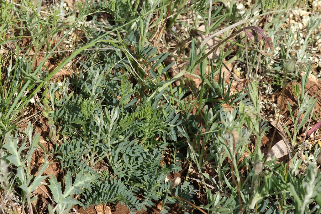 Vicia onobrychioides; photograph (c) Antoine Thivolle, some rights reserved (CC BY)