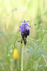 Muscari baeticum, photograph (c) Antoine Thivolle, some rights reserved (CC BY)
