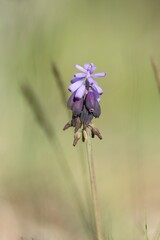 Muscari baeticum