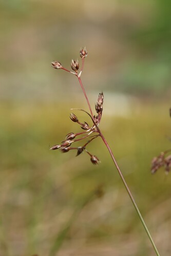 Luzula forsteri, photograph 2