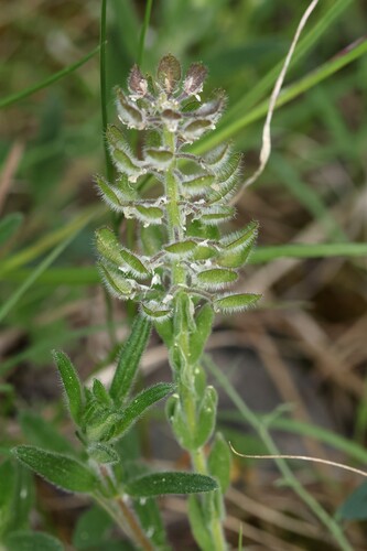 Lepidium hirtum, photograph 1