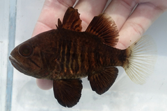 Black-Finned Cardinalfish photo 1