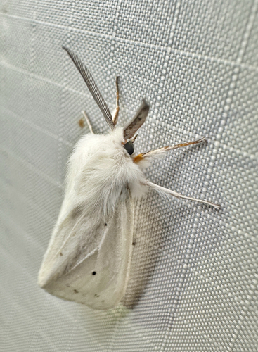 Agreeable Tiger Moth photo 5