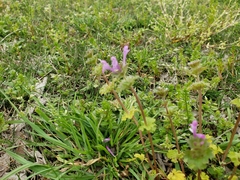 Lamium amplexicaule