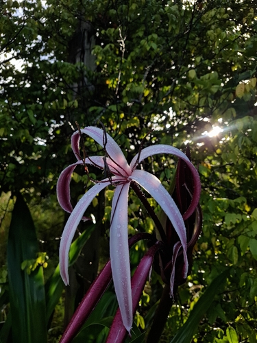 Crinum × amabile, photograph 2