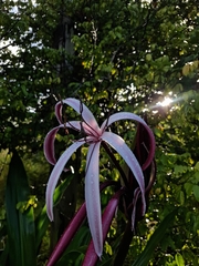 Crinum × amabile, photograph (c) Carlos Henrique, some rights reserved (CC BY-SA)