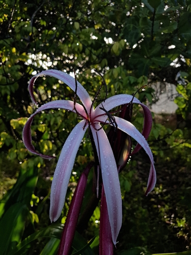 Crinum × amabile, photograph 3