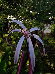 Crinum × amabile, photograph (c) Carlos Henrique, some rights reserved (CC BY-SA)