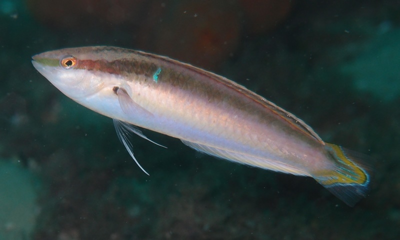 De Vis' lipvis (Suezichthys devisi) — Labridae