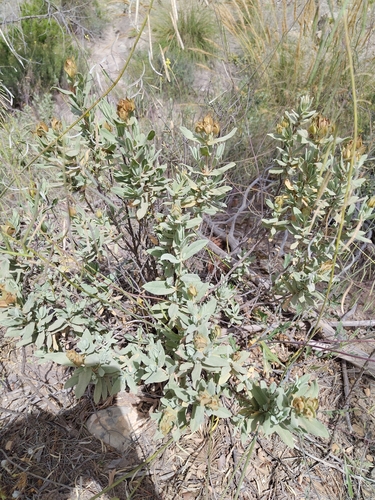 Grey-leaved Cistus
