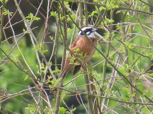 Escribano de Brandt (Emberiza cioides)