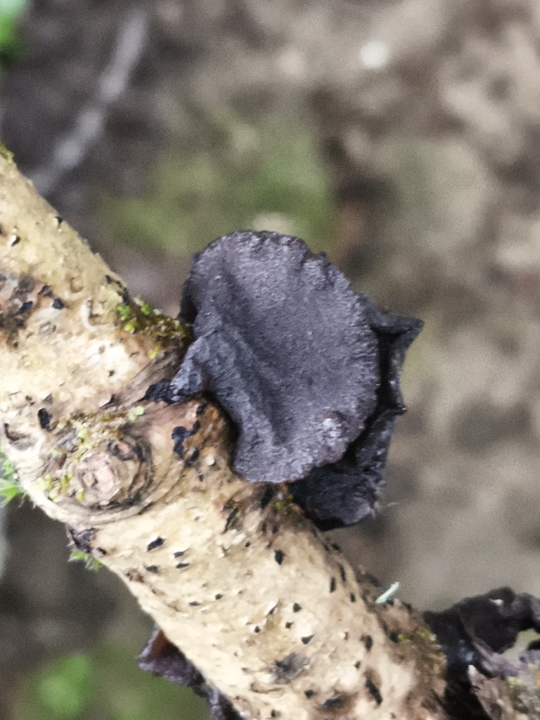 Exidia truncata · May 2026 · photo: © jose_castro (iNaturalist, CC)