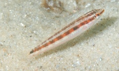 Suezichthys devisi