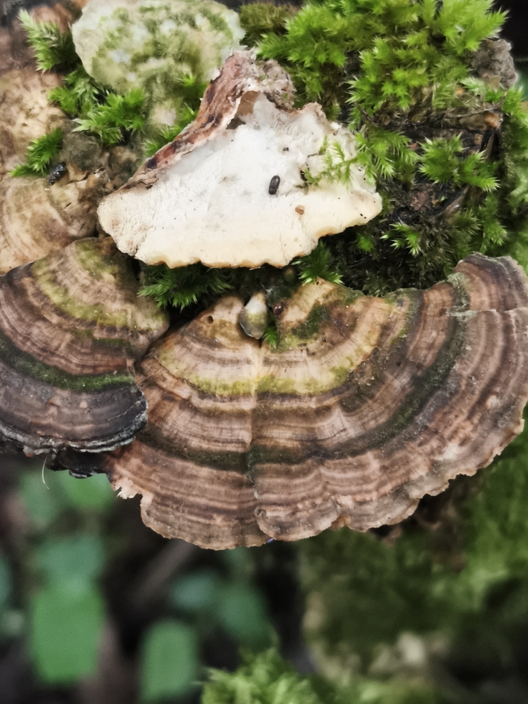 Trametes versicolor · May 2026 · photo: © jose_castro (iNaturalist, CC)