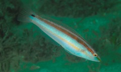 Suezichthys devisi
