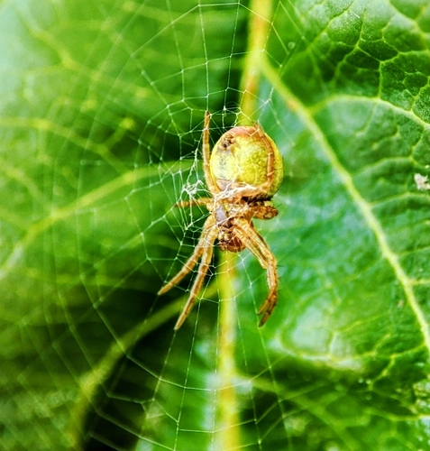 Cucumber Spiders