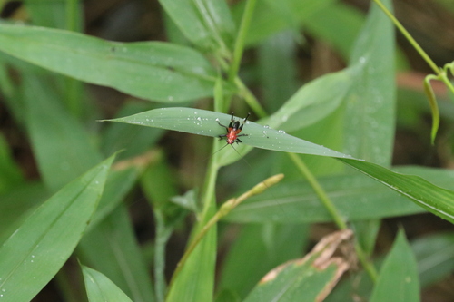 Black-kneed Meadow Katydid