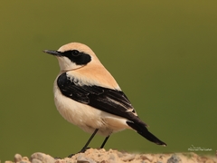 Oenanthe hispanica