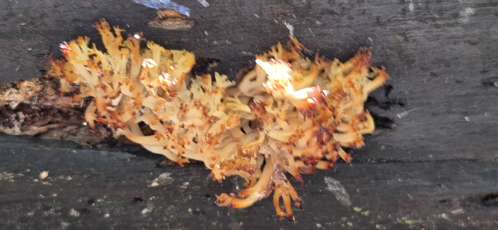 crown-tipped coral fungus · May 2026 · photo: Photo: (c) WF_MI, some rights reserved (CC BY) · iNaturalist