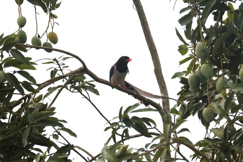 Red-billed Blue-Magpie