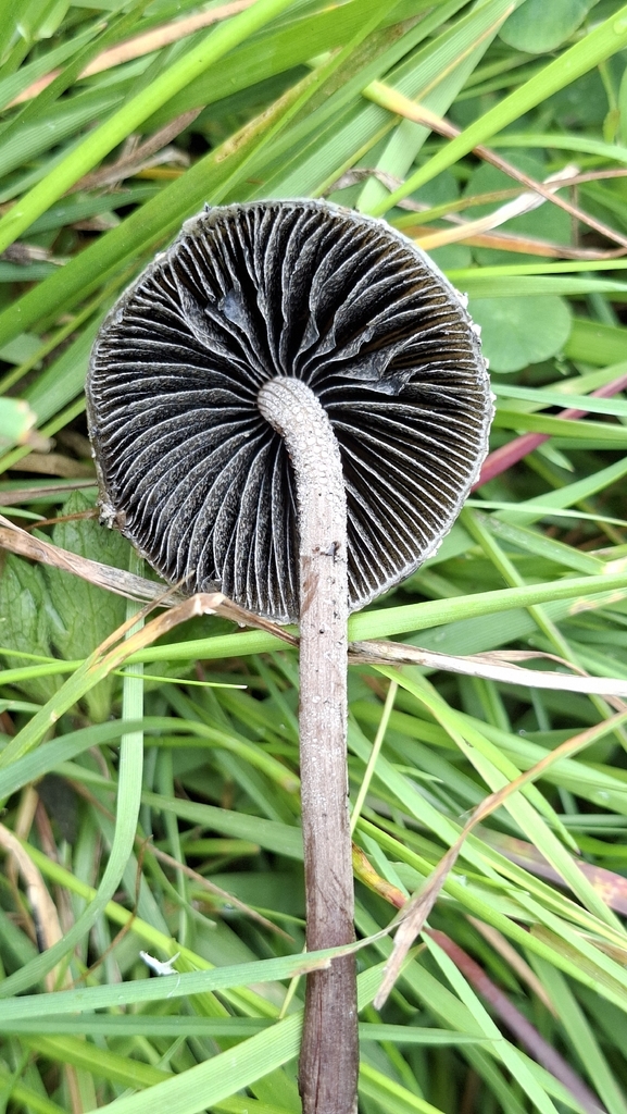 Panaeolus papilionaceus