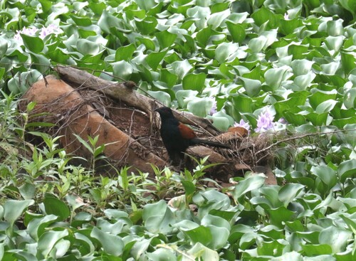 Greater Coucal