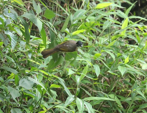 Pycnonotus sinensis hainanus