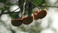 Tabernaemontana litoralis