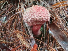 Boletellus deceptivus