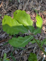 Quercus aliena, photograph (c) plant 0302, some rights reserved (CC BY)