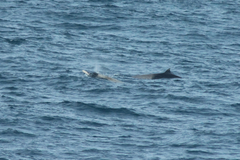 Mesoplodon layardii