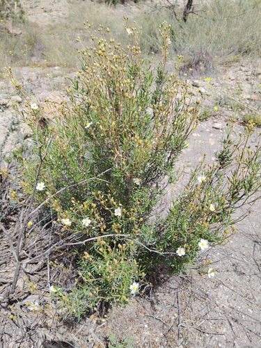 Cistus clusii
