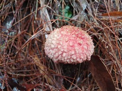 Boletellus deceptivus